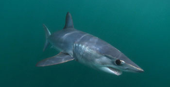 Mako Shark - Cage Diving